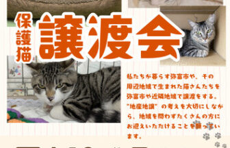 【R8.4/19(日)】保護猫譲渡会 チラシ