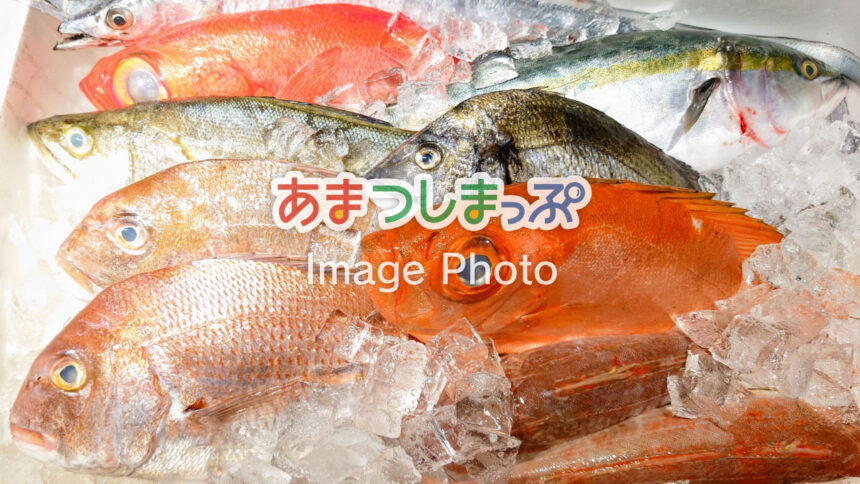 鮮魚のイメージ