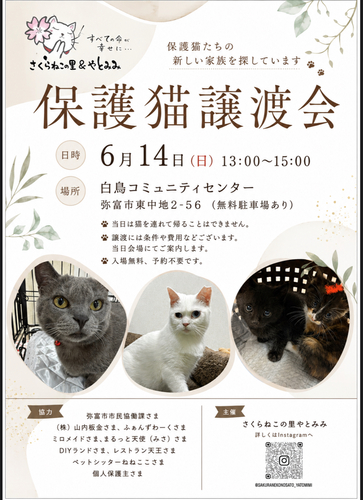 【R8.6/14(日)】保護猫譲渡会 チラシ