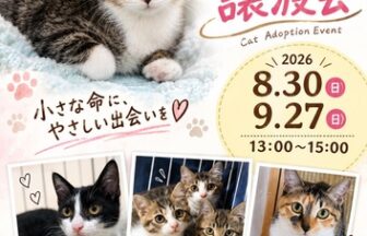 【R8.9/27(日)】保護猫譲渡会　チラシ