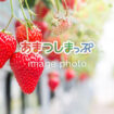 いちご狩り