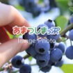 ブルーベリーのイメージ