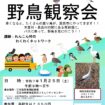 背割堤野鳥観察会