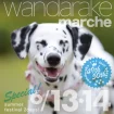 【R8.6/13(土)13(日)】wandarake marche 49&50 チラシ
